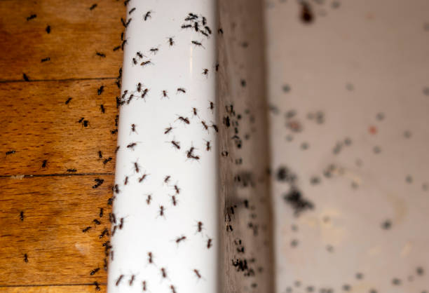 Best Flea Control Services  in South Sumter, SC