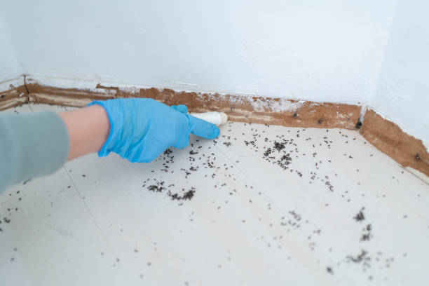 Best Emergency Pest Control  in South Sumter, SC